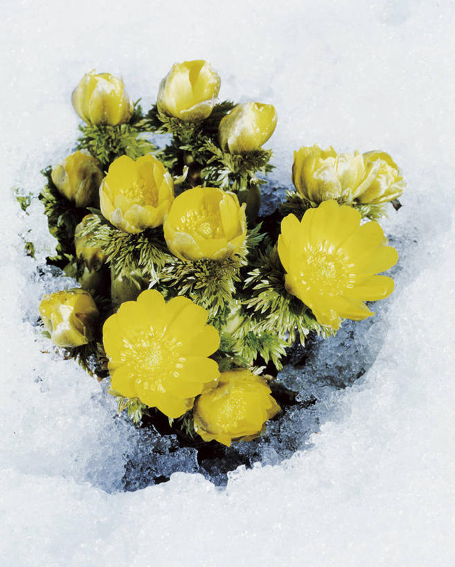 无人,竖图,俯视,室外,特写,白天,幸福,美景,雪,大雪,阴影,光线,影子,积雪,景观,雪景,冬季,冬天,黄色,阳光,自然,景色,寒冷,吉祥,自然风光,如意,严寒,福寿草,冰里花,冰凉花,冰了花,冰凌花,冰溜花,侧金盏花,金盅花,彩图,高角度拍摄