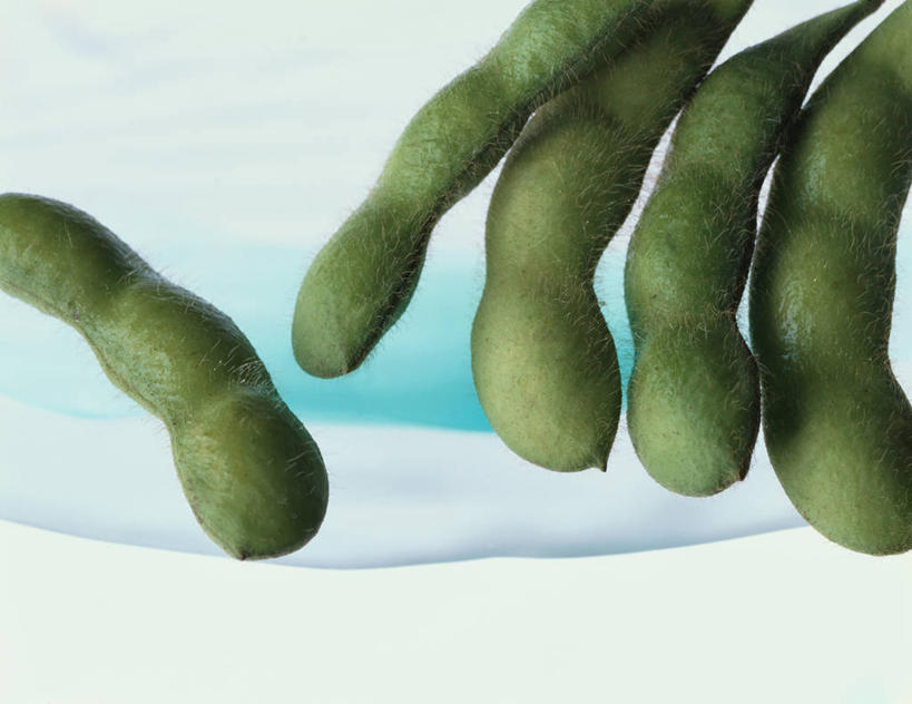 无人,横图,室内,特写,白天,正面,水,植物,豆,大豆,蔬菜,五个,许多,新鲜,液体,水滴,豆类,豆子,毛豆,食品,食物,有机食品,绿色食品,豆科,枝豆,黄豆,彩图