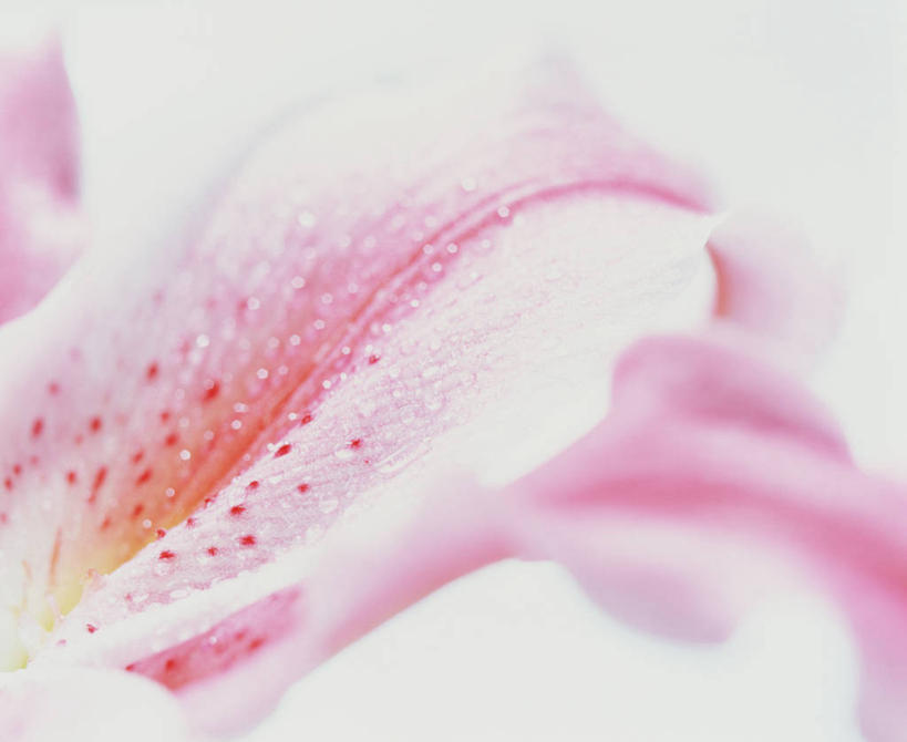 无人,横图,室内,特写,白天,白色背景,正面,阴影,盛开,反射,影子,花蕾,花,花瓣,花朵,鲜花,一朵,粉色,花苞,花蕊,摄影,影棚,玉簪,白鹤花,白玉簪,玉春棒,玉簪花,宽和,恬静,彩图,影棚拍摄,拍摄,白鹤仙