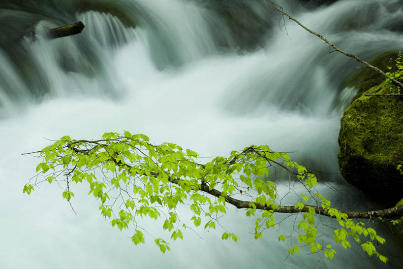 无人,横图,室外,白天,正面,旅游,度假,河流,美景,瀑布,水,植物,日本,亚洲,阴影,飞溅,朦胧,模糊,溅,光线,液体,影子,河水,景观,水滴,水流,枝条,娱乐,水珠,树,树木,树枝,绿色,小溪,阳光,自然,溪水,享受,休闲,景色,放松,生长,成长,喷洒,自然风光,东亚,本州,本州岛,日本国,青森,青森县,东北地方,奥入濑溪谷,十和田市,十和田,虬枝,枝杈,跌水,彩图