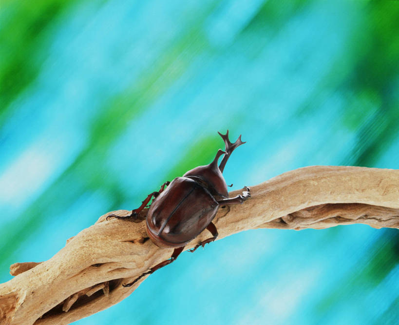 无人,横图,俯视,室外,特写,白天,微距,植物,阴影,朦胧,模糊,光线,昆虫,影子,棕色,枝条,甲壳虫,停留,树,树木,树枝,一只,绿色,阳光,自然,动物,生长,成长,停止,甲虫,害虫,逗留,停顿,虬枝,枝杈,鹿角锹形虫,锹甲虫,锹型虫,锹型甲,彩图,高角度拍摄,全身,微距摄影