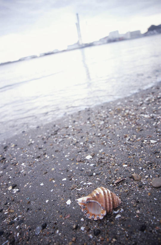 无人,竖图,室外,白天,正面,旅游,度假,海浪,海洋,美景,沙滩,贝壳,神奈川,日本,亚洲,朦胧,模糊,沙子,海岸,景观,浪花,乌云,云,阴天,云朵,沙地,神奈川县,云彩,娱乐,一个,天空,自然,海水,天,享受,休闲,景色,放松,单个,昏暗,阴沉,自然风光,海景,东亚,本州,关东地方,本州岛,日本国,贝类外壳,海螺壳,软体动物外壳,大海,风浪,海,海水的波动,海滩,近岸浪,涌浪,彩图,三浦半岛,横须贺市