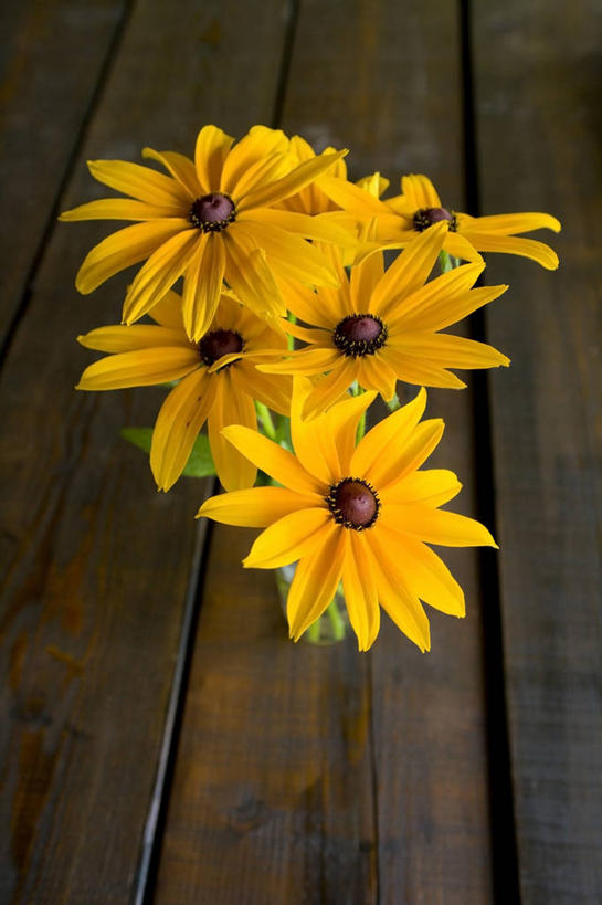 无人,竖图,俯视,室内,特写,白天,地板,四朵,阴影,盛开,反射,影子,地面,花蕾,木地板,花,花瓣,花朵,鲜花,黄色,花苞,花蕊,菊花,金花菊,王爷葵,肿柄菊,彩图,高角度拍摄,狄氏菊,假向日葵,提汤菊,五爪金英