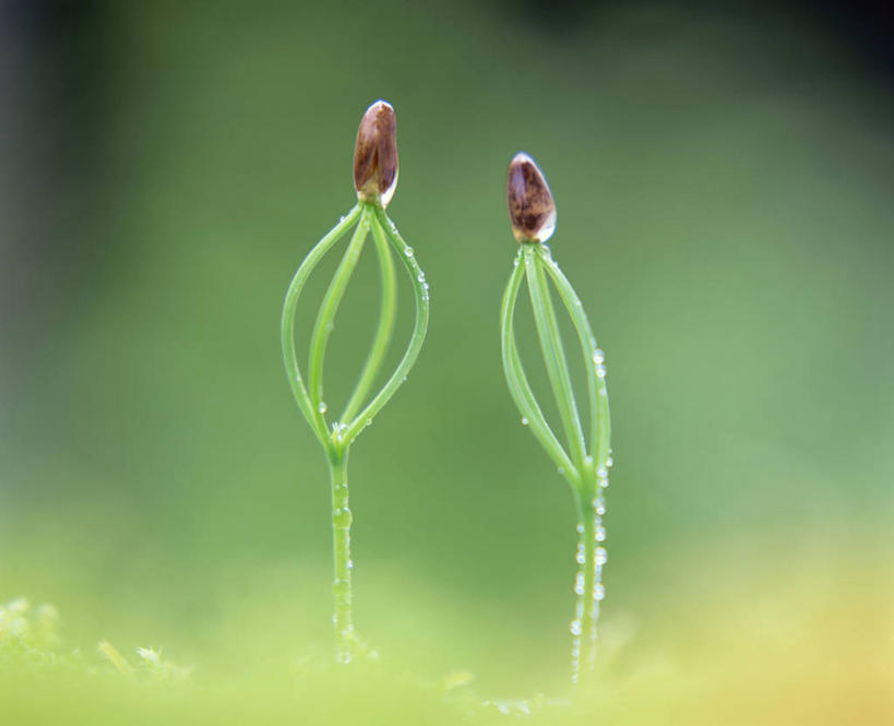 无人,横图,室外,特写,白天,正面,草地,草坪,美景,植物,松树,叶子,阴影,朦胧,模糊,光线,纹理,影子,景观,绿叶,草,两个,绿色,阳光,自然,嫩叶,景色,自然风光,坚定,肌理,长寿,贞洁,叶,叶片,叶脉,彩图,黑松