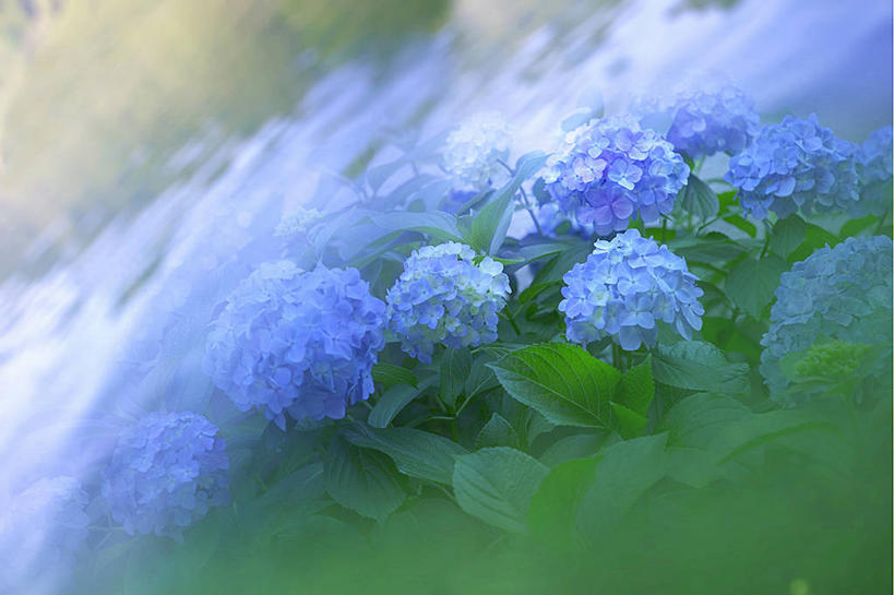 无人,横图,室内,白天,正面,骄傲,数码,科技,花海,花圃,植物,八仙花,叶子,许多,阴影,朦胧,模糊,盛开,网络,很多,高光,几何,计算机图形,合成,花蕾,花,花瓣,花朵,花卉,鲜花,排列,绿色,紫色,花丛,花束,花田,花苞,花蕊,绣球花,紫阳花,洋绣球,电脑合成图,数码合成图,合成图,草绣球,斗球,七变化,粉团花,写实,具体,具象,善变,摆列,彩图,日本绣球,布列,分列