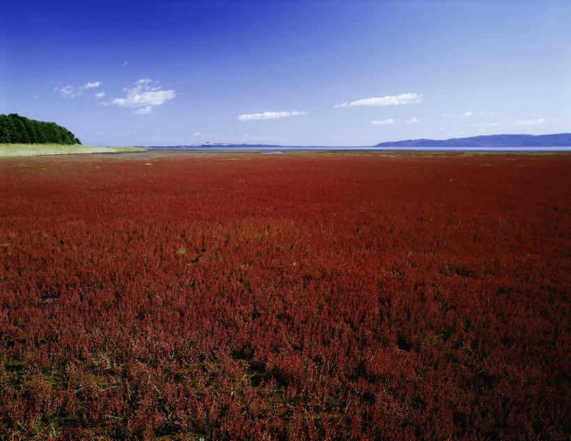 无人,横图,室外,白天,正面,旅游,度假,花海,花圃,美景,植物,叶子,北海道,日本,亚洲,许多,阴影,盛开,光线,影子,地平线,景观,云,云朵,辽阔,地面,很多,花蕾,云彩,娱乐,花,花瓣,花朵,花卉,鲜花,红色,蓝色,绿色,白云,蓝天,天空,阳光,自然,花丛,花束,花田,天,花苞,花蕊,享受,休闲,广阔,景色,放松,生长,晴朗,成长,一望无际,自然风光,延伸,东亚,日本国,天地相交,北海道地方,北海道岛,无边无际,一马平川,海蓬子,晴空,彩图