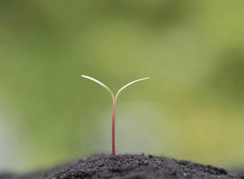 无人,横图,室外,特写,白天,正面,美景,植物,叶子,阴影,朦胧,模糊,光线,纹理,影子,景观,泥土,土壤,绿叶,万寿菊,绿色,阳光,自然,健康,嫩叶,景色,自然风光,肌理,长寿,臭芙蓉,蜂窝菊,友情,叶,叶片,叶脉,彩图