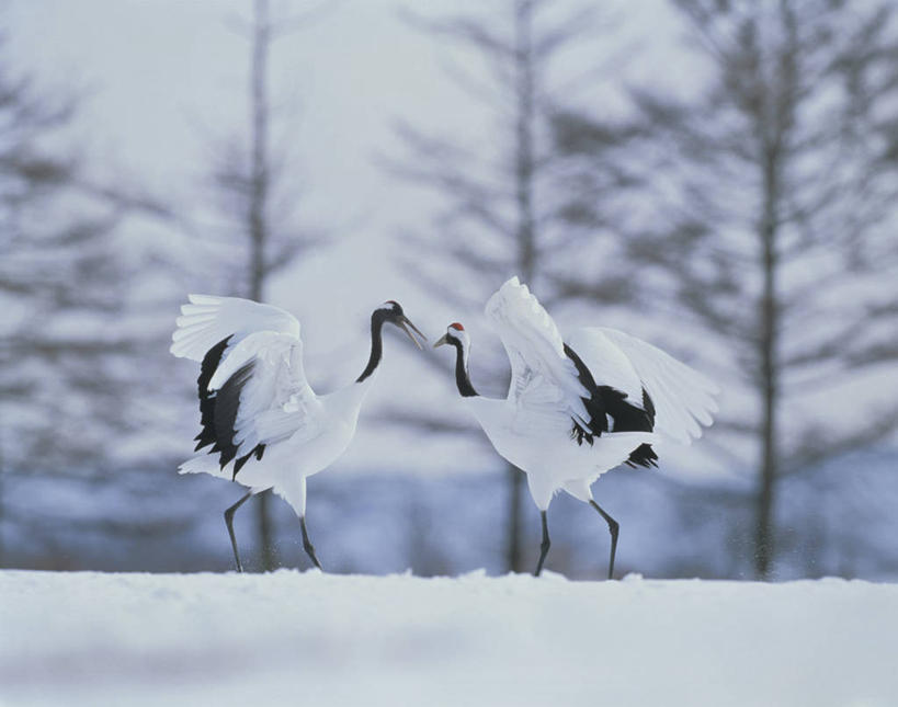 无人,横图,室外,白天,侧面,旅游,度假,美景,雪,大雪,丹顶鹤,北海道,日本,亚洲,伸展,张开,展翅,阴影,朦胧,模糊,反射,翅膀,鹤,影子,积雪,景观,雪景,冬季,冬天,枝条,停留,娱乐,树枝,自然,两只,享受,休闲,景色,放松,寒冷,停止,吉祥,高雅,自然风光,东亚,张开翅膀,日本国,北海道地方,北海道岛,长寿,严寒,鴜鷜,忠贞,钏路支厅,逗留,停顿,虬枝,枝杈,展开翅膀,仙鹤,彩图,全身,振兴局,阿寒郡,钏路综合振兴局,道东,鹤居村