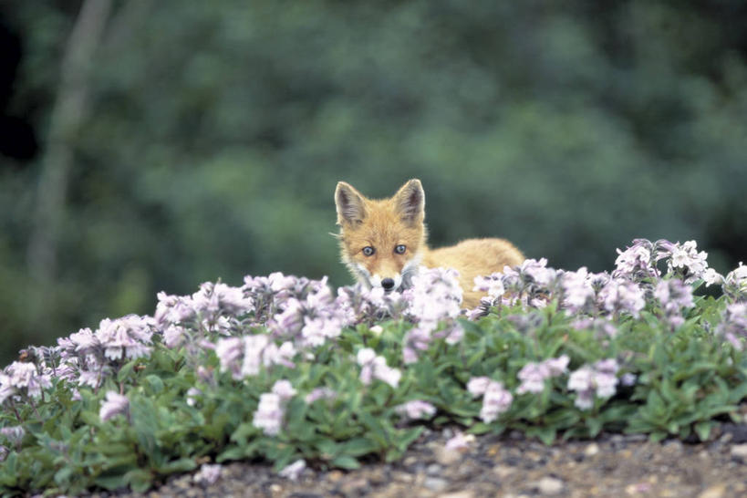 无人,花匠,站,横图,室外,白天,正面,旅游,度假,美景,狐狸,野生动物,北海道,日本,亚洲,阴影,朦胧,模糊,光线,影子,景观,注视,娱乐,一只,粉色,阳光,自然,动物,观察,看,站着,享受,休闲,景色,放松,观看,察看,关注,自然风光,狡猾,东亚,日本国,北海道地方,北海道岛,狡诈,园丁,站立,彩图,全身,十胜综合振兴局,振兴局,道东
