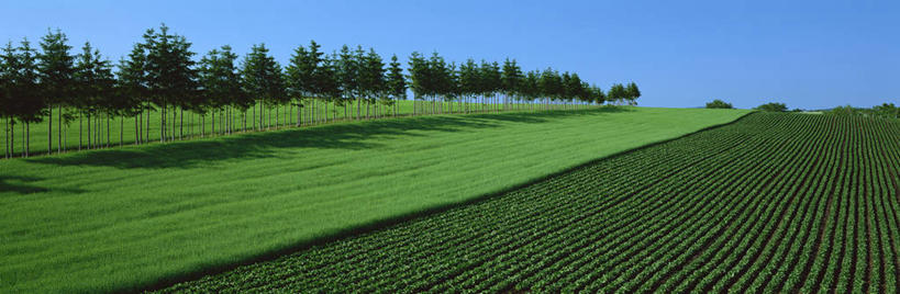 无人,农田,横图,室外,白天,正面,旅游,度假,庄稼,农作物,草地,草坪,美景,树林,植物,北海道,日本,亚洲,阴影,光线,影子,景观,娱乐,草,树,树木,蓝色,绿色,蓝天,天空,阳光,自然,天,享受,休闲,景色,放松,生长,晴朗,成长,自然风光,东亚,万里无云,日本国,北海道地方,北海道岛,晴空,晴空万里,彩图,耕地,庄稼田,鄂霍次克综合振兴局,网走郡,大空町,道东,网走支厅