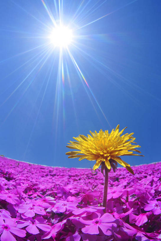 无人,竖图,室外,白天,广角镜头,鱼眼镜头,仰视,爱情,旅游,度假,美景,太阳,蒲公英,长野县,日本,亚洲,许多,阴影,梦幻,盛开,发光,光束,光线,影子,景观,光亮,很多,花蕾,娱乐,花,花瓣,花朵,鲜花,一朵,粉色,黄色,蓝色,蓝天,天空,阳光,自然,天,花苞,花蕊,享受,休闲,景色,放松,晴朗,未来,发亮,自然风光,东亚,憧憬,本州,万里无云,本州岛,日本国,中部地方,长野,开朗,福乐花,福禄花,福禄考,晴空,晴空万里,蒲公草,尿床草,黄花地丁,彩图,低角度拍摄,丛生福禄考,禄考,铺地之樱,针叶福禄考,针叶天蓝绣球