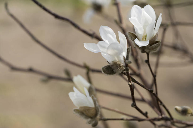 无人,横图,室外,特写,白天,正面,美景,三朵,阴影,朦胧,模糊,盛开,光线,影子,景观,枝条,花蕾,花,花瓣,花朵,鲜花,树枝,白色,阳光,自然,花苞,花蕊,景色,自然风光,辛夷,木笔,木兰花,虬枝,枝杈,望春花,木兰,彩图,木笔花,日本辛夷,日本玉兰