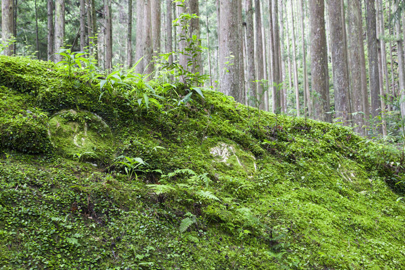 无人,横图,室外,白天,正面,旅游,度假,草地,草坪,美景,树林,植物,奈良县,日本,亚洲,阴影,光线,影子,景观,娱乐,草,树,树木,绿色,阳光,自然,享受,休闲,景色,放松,生长,成长,自然风光,东亚,本州,三重县,本州岛,日本国,近畿地方,奈良,近畿,和歌山,和歌山县,三重,彩图,纪伊半岛,熊野古道