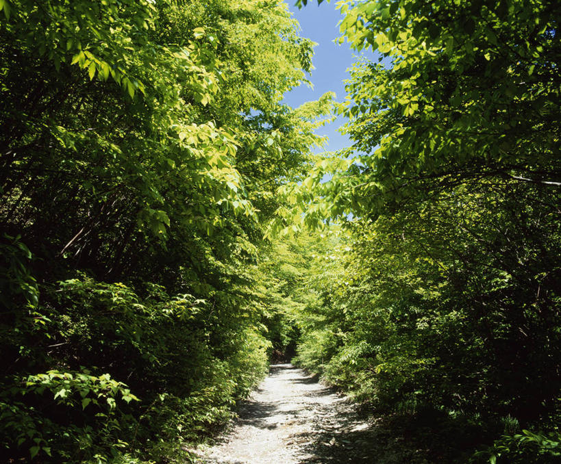无人,横图,室外,白天,正面,旅游,度假,美景,树林,植物,道路,路,日本,亚洲,阴影,光线,影子,景观,小路,交通,娱乐,树,树木,绿色,阳光,自然,享受,休闲,景色,放松,生长,成长,自然风光,东亚,本州,关东地方,本州岛,日本国,栃木,栃木县,彩图,盐谷郡,盐谷町