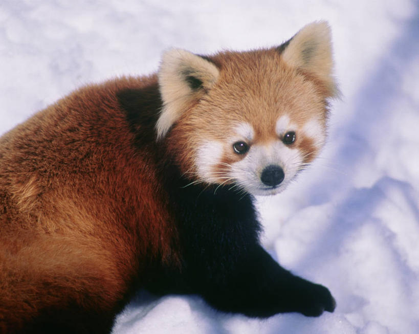 无人,横图,俯视,室外,白天,雪,大雪,哺乳动物,野生动物,阴影,反射,影子,积雪,雪景,冬季,冬天,扭头,注视,一只,动物,观察,看,趴着,转头,寒冷,可爱,活泼,观看,察看,关注,浣熊,严寒,趴,半身,彩图,高角度拍摄