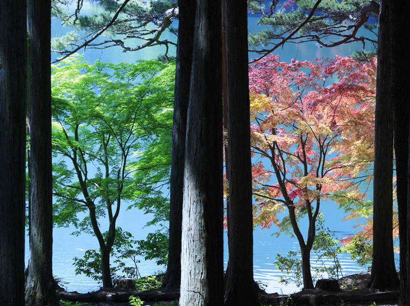 无人,横图,室外,白天,正面,旅游,度假,美景,树林,植物,长野县,静冈县,日本,亚洲,阴影,光线,影子,景观,云,云朵,云彩,娱乐,树,树木,蓝色,绿色,白云,蓝天,天空,阳光,自然,天,享受,休闲,景色,放松,生长,晴朗,成长,自然风光,东亚,本州,本州岛,日本国,中部地方,静冈,山梨,山梨县,长野,晴空,彩图,赤石山脉,南阿尔卑斯