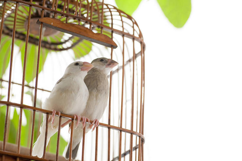 无人,横图,室内,白天,白色背景,仰视,植物,鸟,野生动物,叶子,阴影,反射,鸟类,纹理,影子,绿叶,笼子,鸟笼,停留,一个,绿色,动物,两只,嫩叶,可爱,摄影,活泼,影棚,单个,停止,肌理,逗留,停顿,蜡嘴鸟,梅花雀,叶,叶片,叶脉,彩图,低角度拍摄,全身,影棚拍摄,拍摄,禾雀,灰文鸟,文鸟,爪哇禾雀
