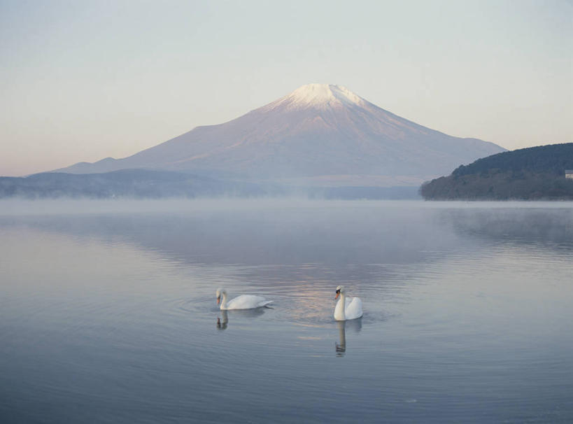 游泳,无人,横图,室外,白天,正面,旅游,度假,湖,湖泊,火山,美景,山,山脉,水,鸟,野生动物,天鹅,富士山,日本,亚洲,阴影,光线,鸟类,影子,湖面,景观,山峰,水流,水面,山峦,娱乐,蓝色,蓝天,天空,阳光,自然,动物,湖水,群山,天,两只,享受,休闲,景色,放松,可爱,晴朗,自然风光,东亚,本州,万里无云,本州岛,日本国,中部地方,山梨,山梨县,泅水,拍浮,活火山,晴空,晴空万里,鹄,彩图,全身,山中湖村