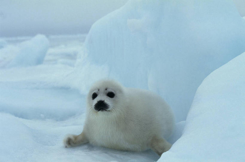 无人,横图,室外,白天,正面,旅游,度假,美景,雪,大雪,哺乳动物,海豹,野生动物,加拿大,积雪,景观,乌云,雪景,云,阴天,云朵,冬季,冬天,云彩,娱乐,一只,白色,天空,自然,动物,天,享受,休闲,景色,放松,寒冷,可爱,活泼,北美,北美洲,昏暗,阴沉,自然风光,美洲,格陵兰海豹,北亚美利加洲,亚美利加洲,严寒,竖琴海豹,彩图,全身