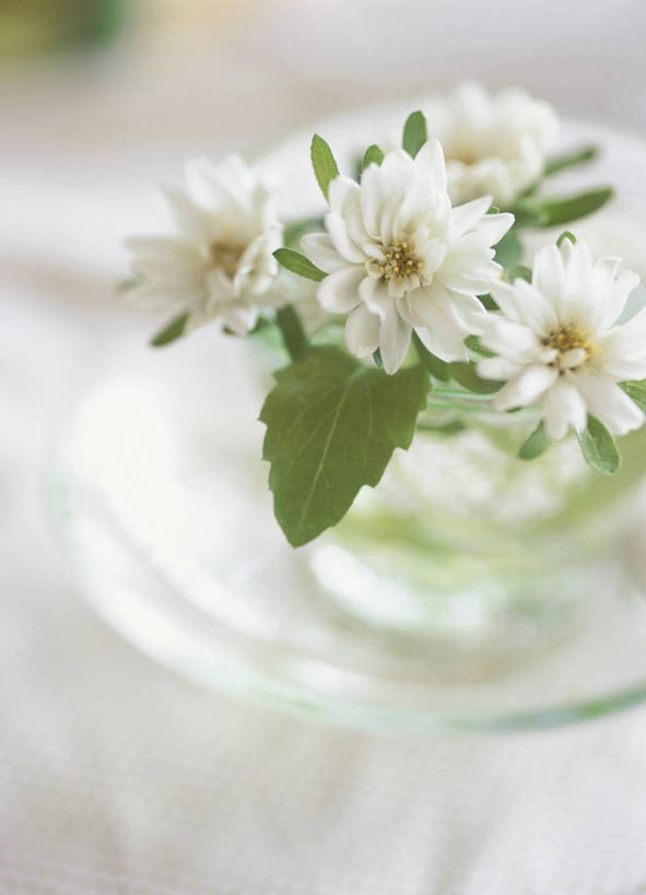 无人,竖图,俯视,室内,特写,白天,白色背景,桌面,桌子,花瓶,四朵,阴影,朦胧,模糊,盛开,反射,影子,花蕾,玻璃制品,花,花瓣,花朵,鲜花,一个,白色,玻璃瓶,瓶子,花苞,花蕊,摄影,影棚,单个,紫菀,彩图,高角度拍摄,影棚拍摄,拍摄,还魂草,驴耳朵菜,驴夹板菜,青牛舌头花,青菀,山白菜,紫倩