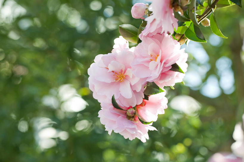 无人,横图,室外,特写,白天,仰视,美景,山茶花,一堆,许多,阴影,堆叠,堆积,朦胧,模糊,盛开,光线,影子,景观,枝条,很多,花蕾,花,花瓣,花朵,鲜花,树枝,粉色,阳光,自然,花苞,花蕊,景色,堆,自然风光,玉茗花,耐冬,海石榴,茶梅,虬枝,枝杈,茶花,彩图,低角度拍摄