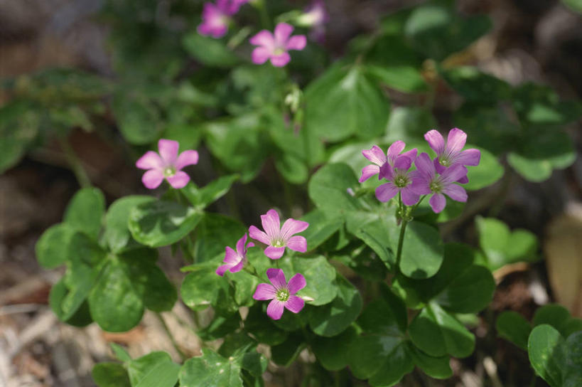 无人,横图,俯视,室外,特写,白天,美景,许多,阴影,朦胧,模糊,盛开,光线,影子,景观,很多,花蕾,花,花瓣,花朵,鲜花,粉色,阳光,自然,花苞,花蕊,景色,自然风光,斑鸠酸,酢浆草,钩钩草,三叶酸,酸浆草,酸咪咪,酸酸草,彩图,高角度拍摄