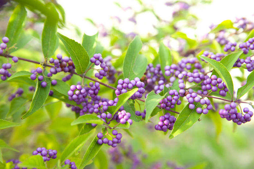 无人,横图,室外,特写,白天,正面,美景,植物,浆果,叶子,许多,阴影,朦胧,模糊,光线,纹理,影子,景观,桑葚,桑椹,绿叶,枝条,很多,树枝,绿色,紫色,天空,阳光,自然,天,覆盆子,嫩叶,景色,自然风光,肌理,白棠子树,紫珠,虬枝,枝杈,叶,叶片,叶脉,彩图,日本紫珠