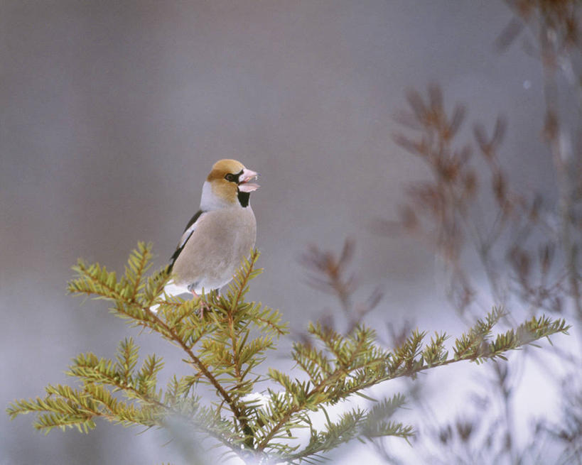 无人,公园,横图,室外,特写,白天,正面,美景,鸟,北海道,日本,阴影,朦胧,模糊,光线,鸟类,影子,景观,枝条,停留,树枝,一只,阳光,自然,景色,停止,国家公园,自然风光,东亚,日本国,北海道地方,北海道岛,蜡嘴雀,铁嘴蜡子,锡嘴雀,阿寒国家公园,逗留,停顿,虬枝,枝杈,彩图,全身,阿寒国立公园,川汤温泉