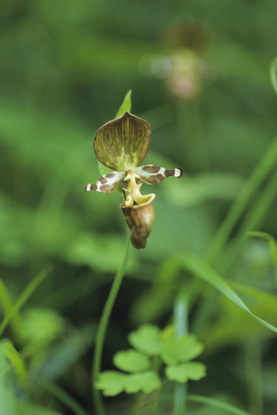 无人,竖图,室外,特写,白天,正面,草地,草坪,美景,植物,阴影,朦胧,模糊,盛开,光线,影子,景观,花蕾,草,花,花瓣,花朵,鲜花,一朵,绿色,阳光,自然,花苞,花蕊,景色,高雅,自然风光,淡泊,花中君子,杓兰,兰花,彩图,拟兰,女神之花