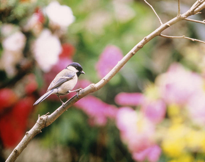 无人,横图,室外,特写,白天,侧面,自由,花海,花圃,美景,植物,鸟,叶子,神奈川,日本,亚洲,阴影,朦胧,模糊,盛开,光线,鸟类,山雀,影子,景观,猫柳,枝条,神奈川县,花蕾,停留,花,花瓣,花朵,花卉,鲜花,树枝,一只,粉色,黄色,红色,绿色,阳光,自然,花丛,花束,花田,花苞,花蕊,景色,停止,生命,自然风光,东亚,本州,关东地方,本州岛,日本国,银芽柳,棉花柳,银柳,逗留,停顿,虬枝,枝杈,白脸山雀,大山雀,彩图,全身