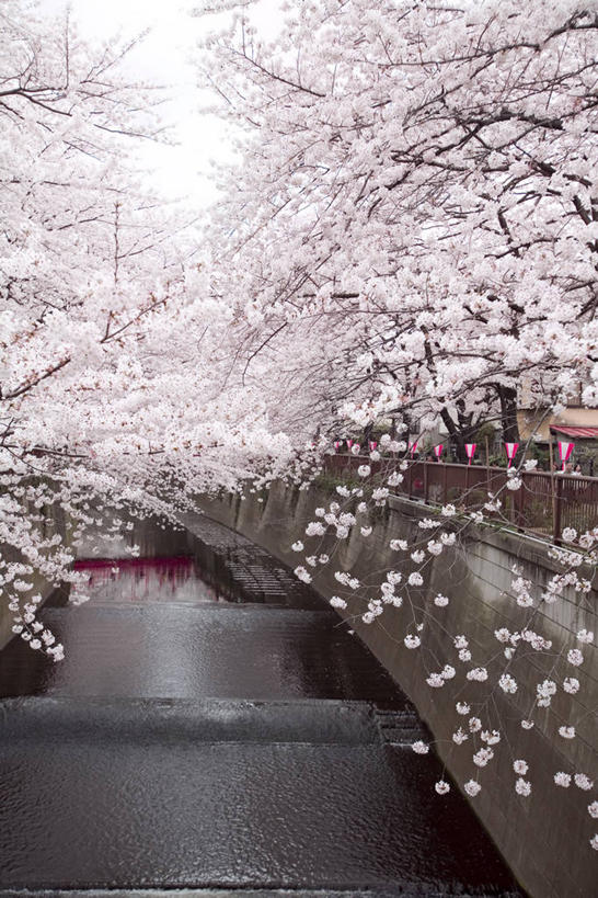 无人,竖图,室外,白天,正面,旅游,度假,幸福,纯洁,河流,美景,水,樱花,东京,日本,亚洲,许多,阴影,盛开,光线,影子,河水,景观,水流,枝条,很多,花蕾,娱乐,花,花瓣,花朵,鲜花,树枝,粉色,天空,阳光,自然,天,花苞,花蕊,享受,休闲,景色,放松,等待,生命,自然风光,东亚,本州,关东地方,本州岛,日本国,东京都,仙樱花,福岛樱,青肤樱,高尚,热烈,虬枝,枝杈,荆桃,彩图,目黑区