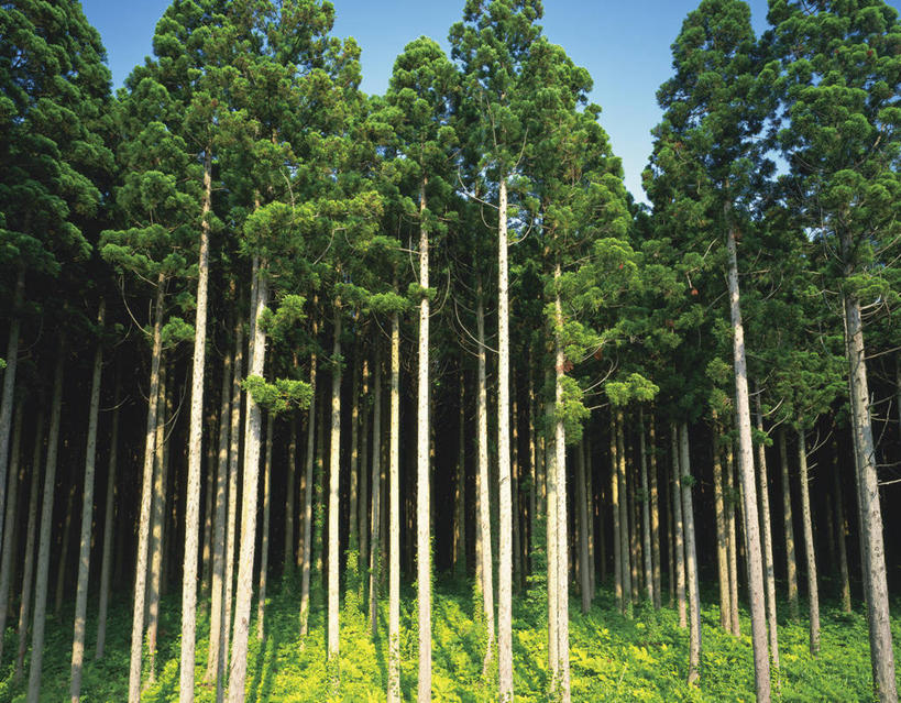 无人,横图,室外,白天,正面,旅游,度假,草地,草坪,美景,树林,植物,松树,日本,亚洲,阴影,光线,影子,景观,娱乐,草,树,树木,蓝色,绿色,蓝天,天空,阳光,自然,天,享受,休闲,景色,放松,生长,晴朗,成长,自然风光,杉树,坚定,东亚,本州,万里无云,本州岛,日本国,岩手,岩手县,东北地方,长寿,贞洁,柳杉,晴空,晴空万里,彩图,孔雀松,木沙椤树,日本柳杉