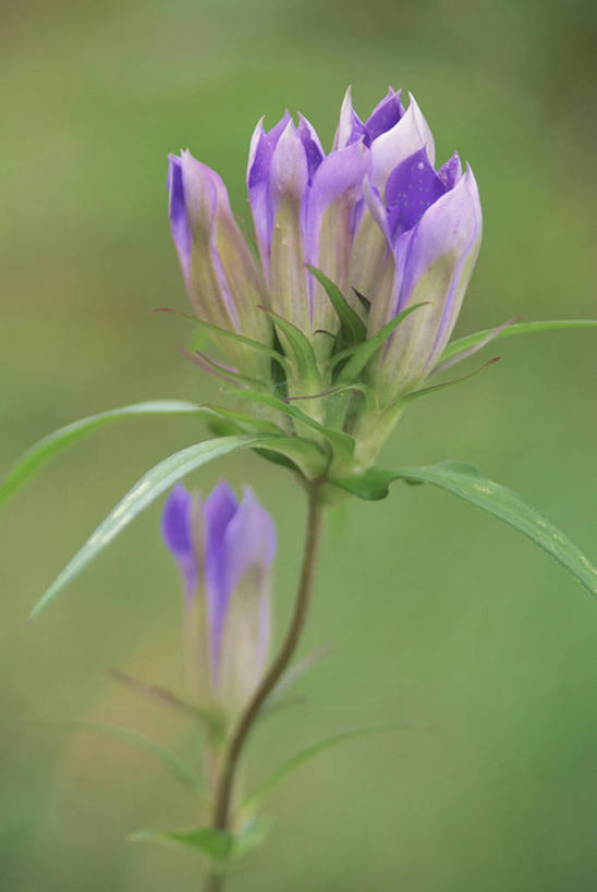 无人,竖图,室外,特写,白天,正面,美景,五朵,阴影,朦胧,模糊,盛开,光线,影子,景观,花蕾,花,花瓣,花朵,鲜花,紫色,阳光,自然,花苞,花蕊,景色,龙胆,龙胆花,自然风光,彩图,地胆头,苦地胆,三花龙胆