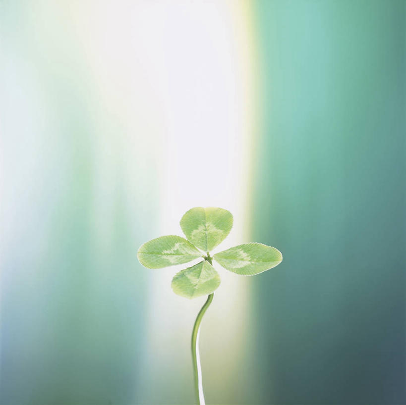 无人,横图,室内,白天,正面,自由,一片,绿色背景,阴影,朦胧,模糊,反射,影子,四叶草,幸运草,摄影,影棚,和平,牛角花,统一,团结,幸运,彩图,影棚拍摄,拍摄