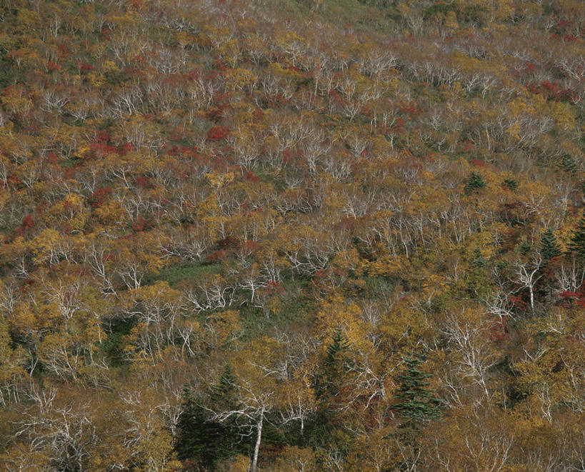 无人,横图,俯视,室外,白天,旅游,度假,美景,秋季,森林,树林,植物,叶子,北海道,日本,亚洲,阴影,光线,影子,景观,枯叶,落叶,娱乐,树,树木,红色,绿色,阳光,自然,享受,休闲,景色,放松,生长,成长,自然风光,东亚,日本国,北海道地方,北海道岛,叶,叶片,秋,秋天,彩图,高角度拍摄,鄂霍次克综合振兴局,斜里郡,斜里町,知床岬,道东,网走支厅