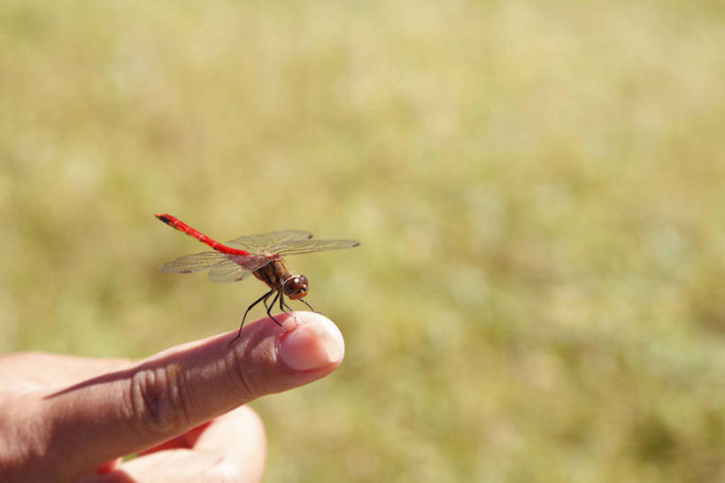 东方人,手,一个人,横图,室外,特写,白天,正面,草地,草坪,植物,亚洲,仅一个男性,仅一个人,指,阴影,朦胧,模糊,光线,蜻蜓,昆虫,影子,指点,停留,黄种人,草,仅一个年轻男性,一只,绿色,阳光,动物,手部,红蜻蜓,单手,停止,指向,猫猫丁,咪咪洋,蚂螂,河嘻嘻,益虫,逗留,停顿,男人,男性,年轻男性,亚洲人,半身,彩图