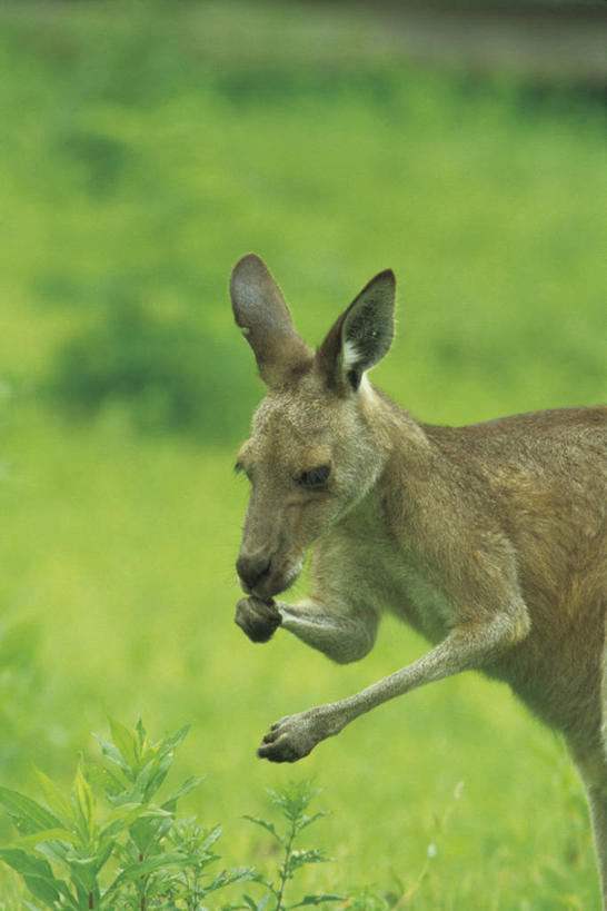 无人,站,竖图,室外,白天,侧面,旅游,度假,草地,草坪,美景,植物,袋鼠,野生动物,阴影,朦胧,模糊,光线,影子,景观,娱乐,草,一只,绿色,阳光,自然,动物,站着,享受,休闲,景色,放松,可爱,活泼,自然风光,育儿袋,站立,半身,彩图