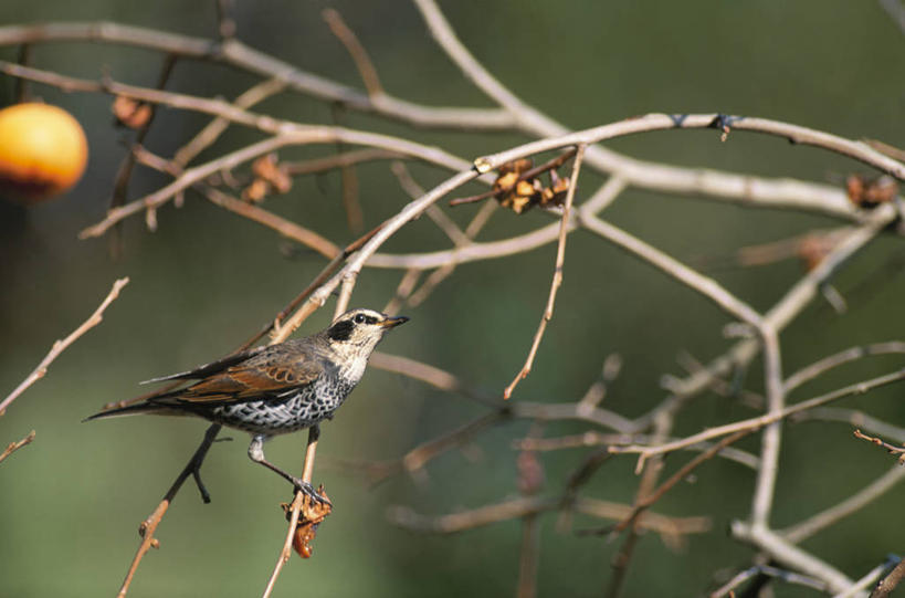 无人,横图,室外,白天,侧面,旅游,度假,美景,鸟,野生动物,阴影,朦胧,模糊,光线,鸟类,影子,景观,枝条,停留,娱乐,树枝,一只,阳光,自然,动物,享受,休闲,景色,放松,可爱,活泼,停止,自然风光,逗留,停顿,虬枝,枝杈,鸫,彩图,全身,斑点鸫,斑鸫,穿草鸡,窜儿鸡,红麦鴓,傻画眉