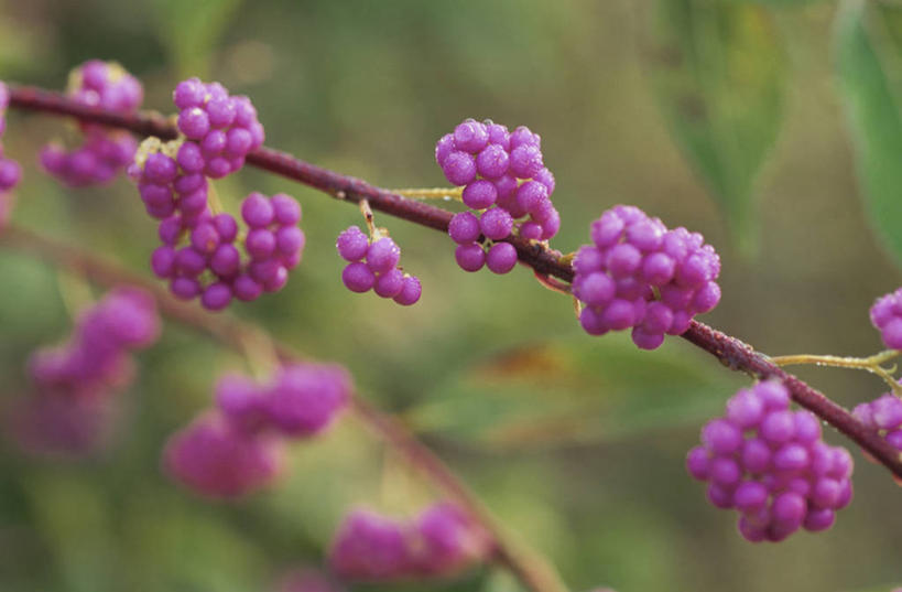 无人,横图,室外,特写,白天,正面,美景,许多,阴影,朦胧,模糊,盛开,光线,影子,景观,枝条,很多,花蕾,花,花瓣,花朵,鲜花,树枝,紫色,阳光,自然,花苞,花蕊,景色,自然风光,白棠子树,紫珠,虬枝,枝杈,彩图