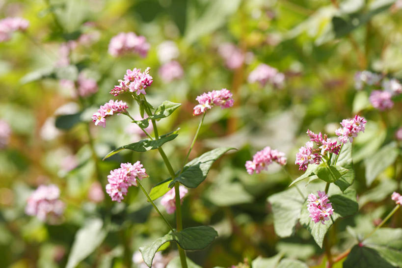 无人,横图,室外,特写,白天,正面,农作物,花海,花圃,美景,植物,叶子,许多,阴影,朦胧,模糊,盛开,光线,影子,景观,谷物,绿叶,很多,荞麦,花蕾,花,花瓣,花朵,花卉,鲜花,粉色,绿色,阳光,自然,花丛,花束,花田,花苞,花蕊,嫩叶,景色,荞麦花,自然风光,叶,叶片,彩图