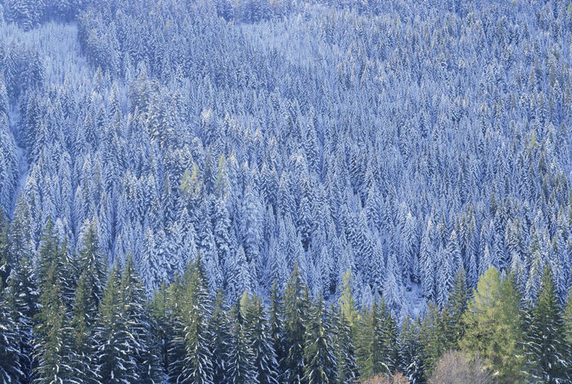 无人,横图,俯视,航拍,室外,白天,旅游,度假,美景,树林,雪,植物,大雪,意大利,欧洲,阿尔卑斯山,阴影,光线,影子,积雪,景观,雪景,冬季,冬天,娱乐,树,树木,绿色,阳光,自然,享受,休闲,景色,放松,寒冷,生长,成长,鸟瞰,南欧,自然风光,阿尔卑斯山脉,意大利共和国,严寒,威内托,威内托大区,多洛米蒂山脉,贝卢诺,贝卢诺省,彩图,高角度拍摄,波尔萨诺,博尔扎诺,特伦托自治省