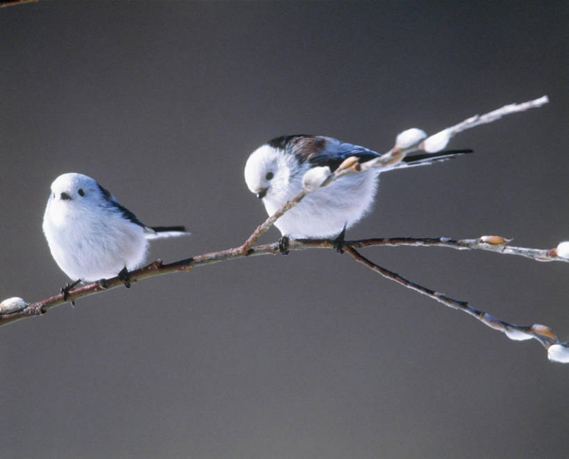 无人,横图,室外,白天,正面,美景,鸟,北海道,日本,亚洲,阴影,朦胧,模糊,光线,长尾山雀,鸟类,山雀,影子,景观,枝条,停留,树枝,阳光,自然,两只,景色,停止,自然风光,东亚,日本国,北海道地方,北海道岛,逗留,停顿,虬枝,枝杈,彩图,全身