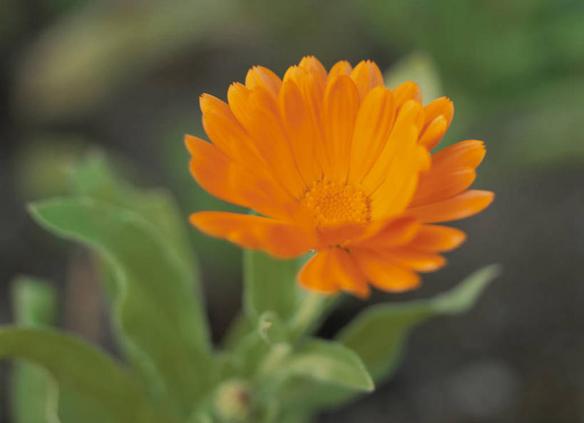 无人,横图,室外,特写,白天,正面,美景,叶子,阴影,朦胧,模糊,盛开,光线,影子,景观,绿叶,万寿菊,花蕾,花,花瓣,花朵,鲜花,一朵,绿色,阳光,自然,花苞,花蕊,健康,橙色,嫩叶,景色,自然风光,长寿,臭芙蓉,蜂窝菊,友情,叶,叶片,彩图