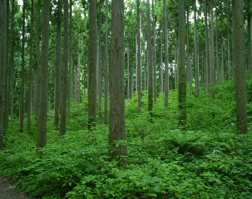 无人,横图,室外,白天,正面,旅游,度假,草地,草坪,美景,树林,植物,松树,阴影,光线,影子,景观,娱乐,草,树,树木,绿色,阳光,自然,享受,休闲,景色,放松,生长,成长,自然风光,杉树,坚定,长寿,贞洁,柳杉,彩图,孔雀松,木沙椤树