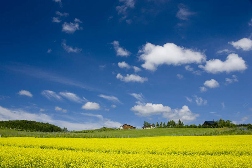 无人,农田,横图,室外,白天,正面,旅游,度假,庄稼,农作物,花海,花圃,美景,植物,叶子,北海道,日本,亚洲,阴影,盛开,光线,影子,景观,云,云朵,花蕾,云彩,娱乐,花,花瓣,花朵,花卉,鲜花,黄色,蓝色,绿色,白云,蓝天,天空,阳光,自然,花丛,花束,花田,天,花苞,花蕊,油菜花,享受,休闲,景色,放松,晴朗,自然风光,东亚,日本国,北海道地方,北海道岛,上富良野町,道北,晴空,彩图,耕地,庄稼田,油菜花田,空知郡,上川综合振兴局,振兴局,芸苔,芸薹,上川支厅