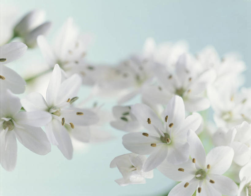 无人,横图,室内,特写,白天,正面,许多,绿色背景,阴影,盛开,反射,影子,很多,葱花,花蕾,花,花瓣,花朵,鲜花,白色,花苞,花蕊,摄影,影棚,彩图,影棚拍摄,拍摄,电灯花,毛地黄叶吊钟柳