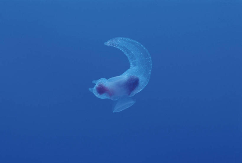 游泳,无人,横图,室外,白天,正面,旅游,度假,海底,水下,海浪,海洋,美景,朦胧,模糊,景观,浪花,水底,娱乐,海洋生物,一只,自然,海水,享受,休闲,景色,放松,海底世界,自然风光,水生动物,水生物,海景,海底动物,泅水,拍浮,大海,风浪,海,海床,海水的波动,近岸浪,涌浪,彩图,全身,海天使,裸海蝶