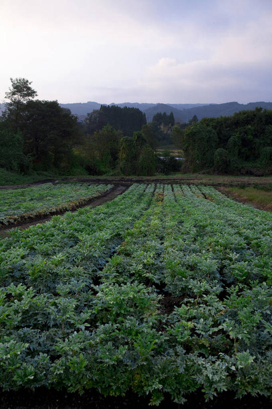 无人,农田,竖图,室外,白天,正面,旅游,度假,庄稼,农作物,美景,植物,叶子,日本,亚洲,一排,许多,阴影,整齐,并列,并排,光线,纹理,影子,景观,云,云朵,绿叶,很多,云彩,娱乐,蒟蒻,排列,蓝色,绿色,白云,蓝天,天空,阳光,自然,天,享受,休闲,嫩叶,景色,放松,晴朗,队列,自然风光,平行,东亚,本州,肌理,关东地方,本州岛,日本国,群马,群马县,鬼芋,菎蒻,雷公枪,蒻头,魔芋,叶,叶片,叶脉,晴空,彩图,耕地,庄稼田