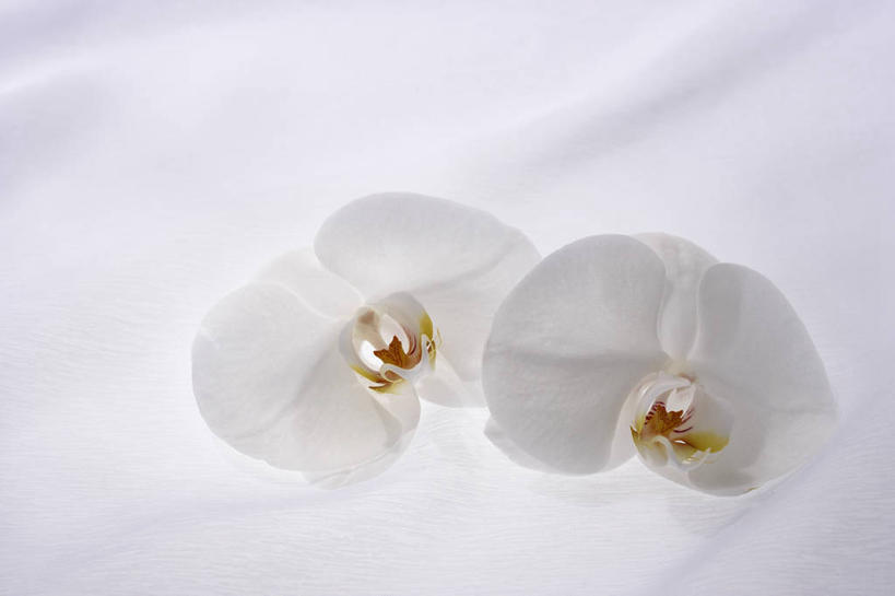 无人,横图,俯视,室内,特写,白天,白色背景,蝴蝶兰,阴影,盛开,反射,纹路,布料,纹理,影子,花蕾,布纹,桌布,花,花瓣,花朵,鲜花,两朵,白色,餐巾,台布,花苞,花蕊,摄影,影棚,肌理,蝶兰,兰中皇后,兰花,餐桌布,彩图,高角度拍摄,影棚拍摄,拍摄,兰花之后,台湾蝴蝶兰