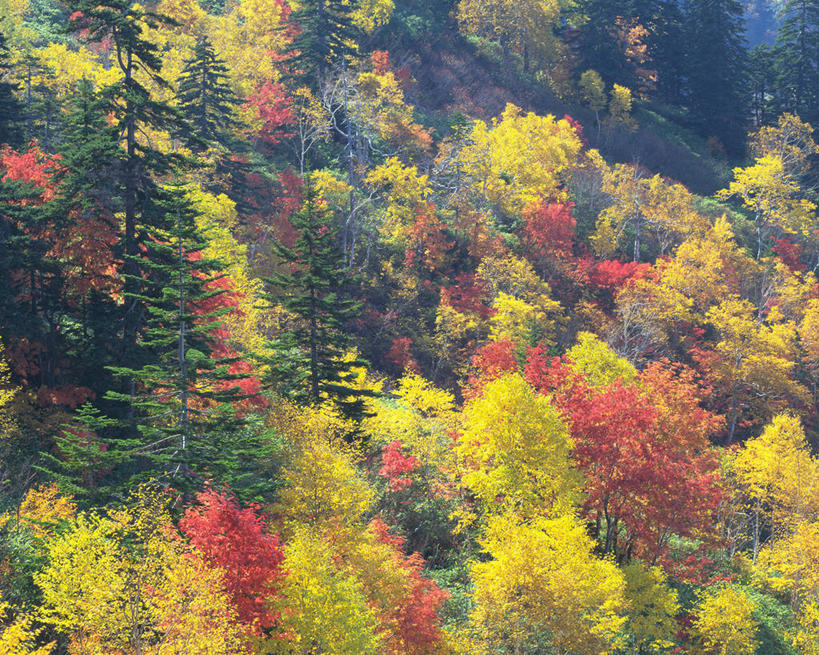 无人,横图,室外,白天,正面,旅游,度假,美景,秋季,森林,树林,植物,叶子,北海道,日本,亚洲,阴影,光线,影子,景观,枯叶,落叶,娱乐,树,树木,黄色,红色,绿色,阳光,自然,享受,休闲,景色,放松,生长,成长,自然风光,东亚,日本国,北海道地方,北海道岛,上富良野町,道北,叶,叶片,秋,秋天,彩图,空知郡,上川综合振兴局,振兴局,上川支厅
